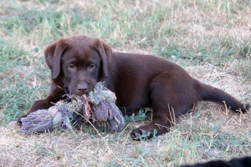 Labradorer kennel valp leker på gräsmatta