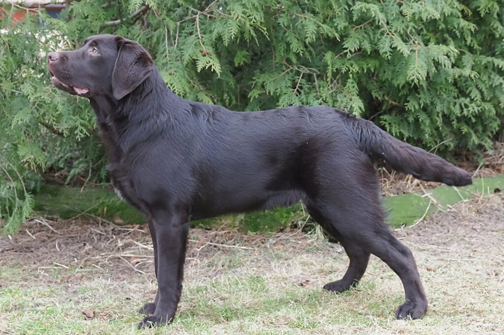Labrador Kennel hund fokuserar på kommando