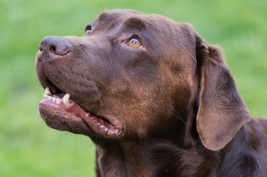 Hane SE U(U)CH Felipe (Felipe) - Hungry Hearts Labrador Kennel