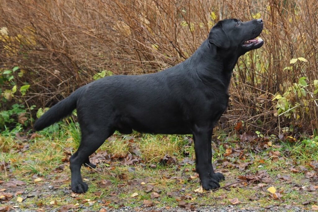 Labrador kennel i svart färg ute i skogen fotad från sidan