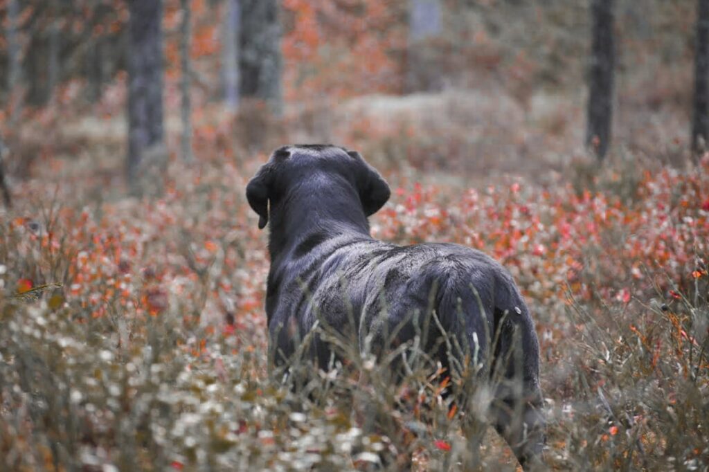 Svart labrador står i skogen bland bärbuskar
