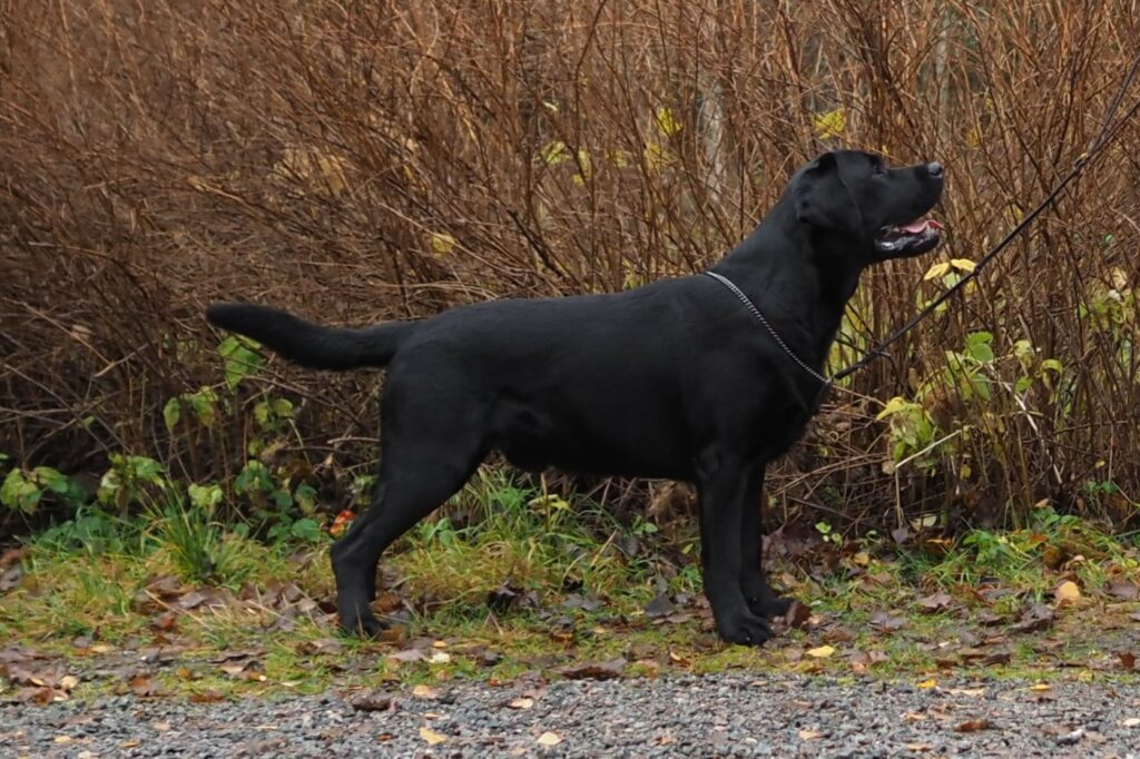 Labrador kennel svart labrador fotad från sidan när hunden tittar på husse. Hunden heter Perry