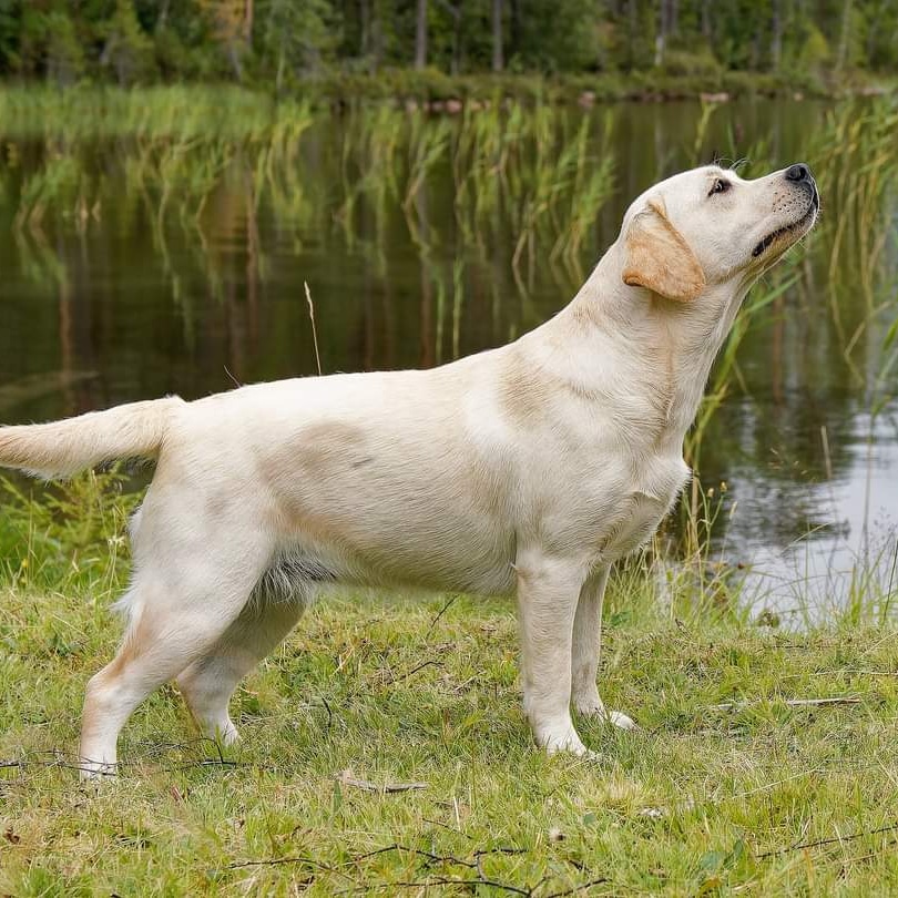 Vår fina gula tik Pärlan poserar framför en insjö