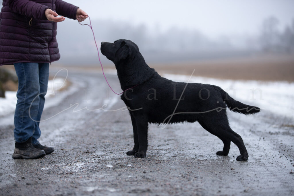 labradorhanen bullen