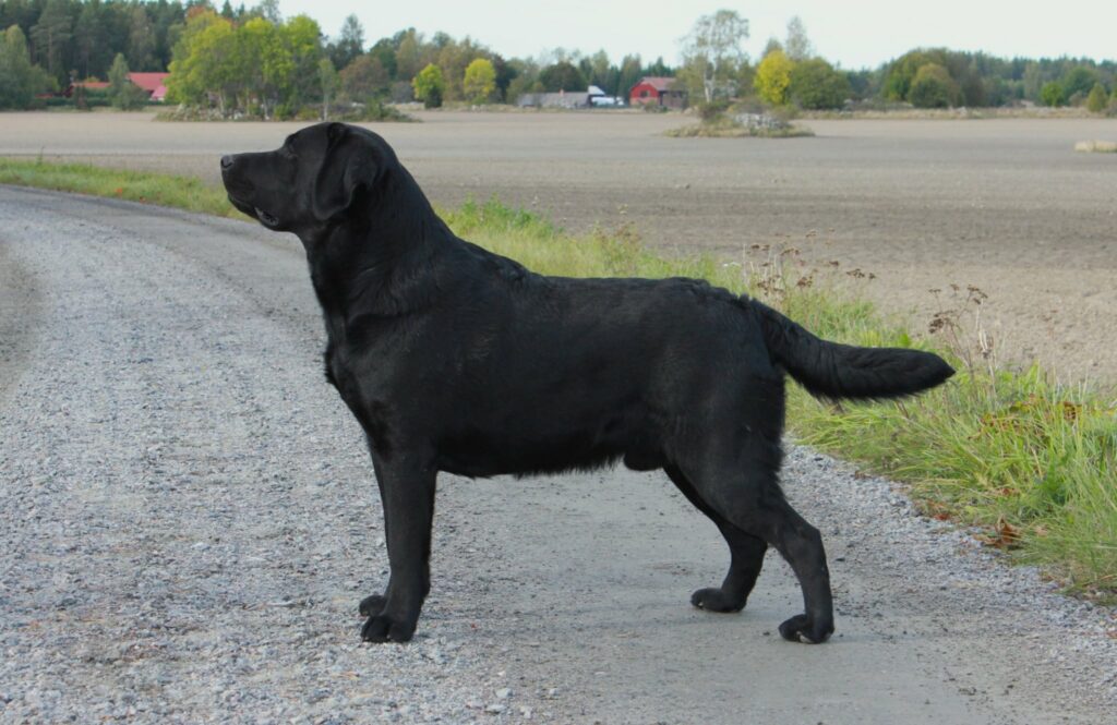 hanhunden ever på grusväg