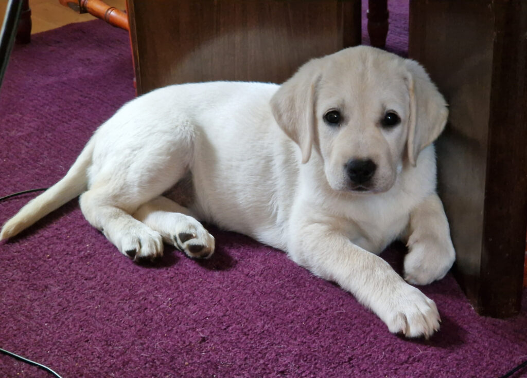 pärlan som liten valp