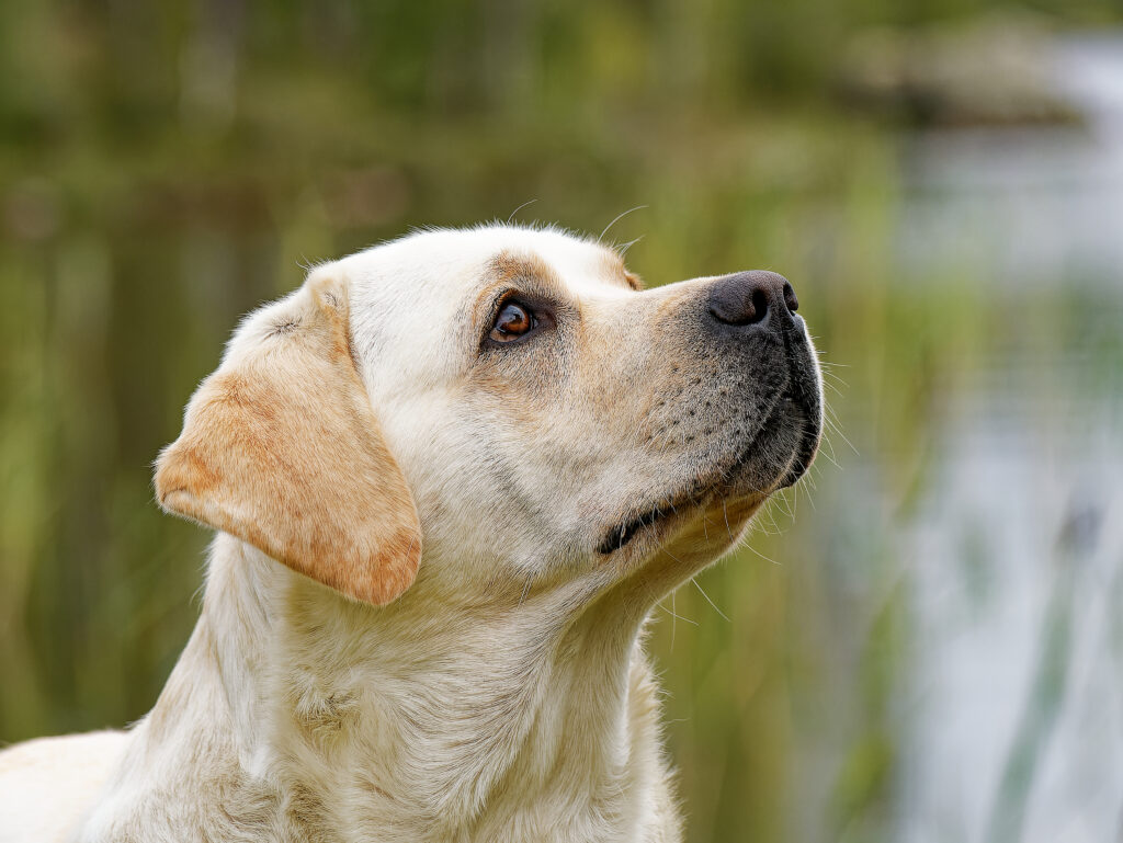 tiken pärlan närbild av huvudet
