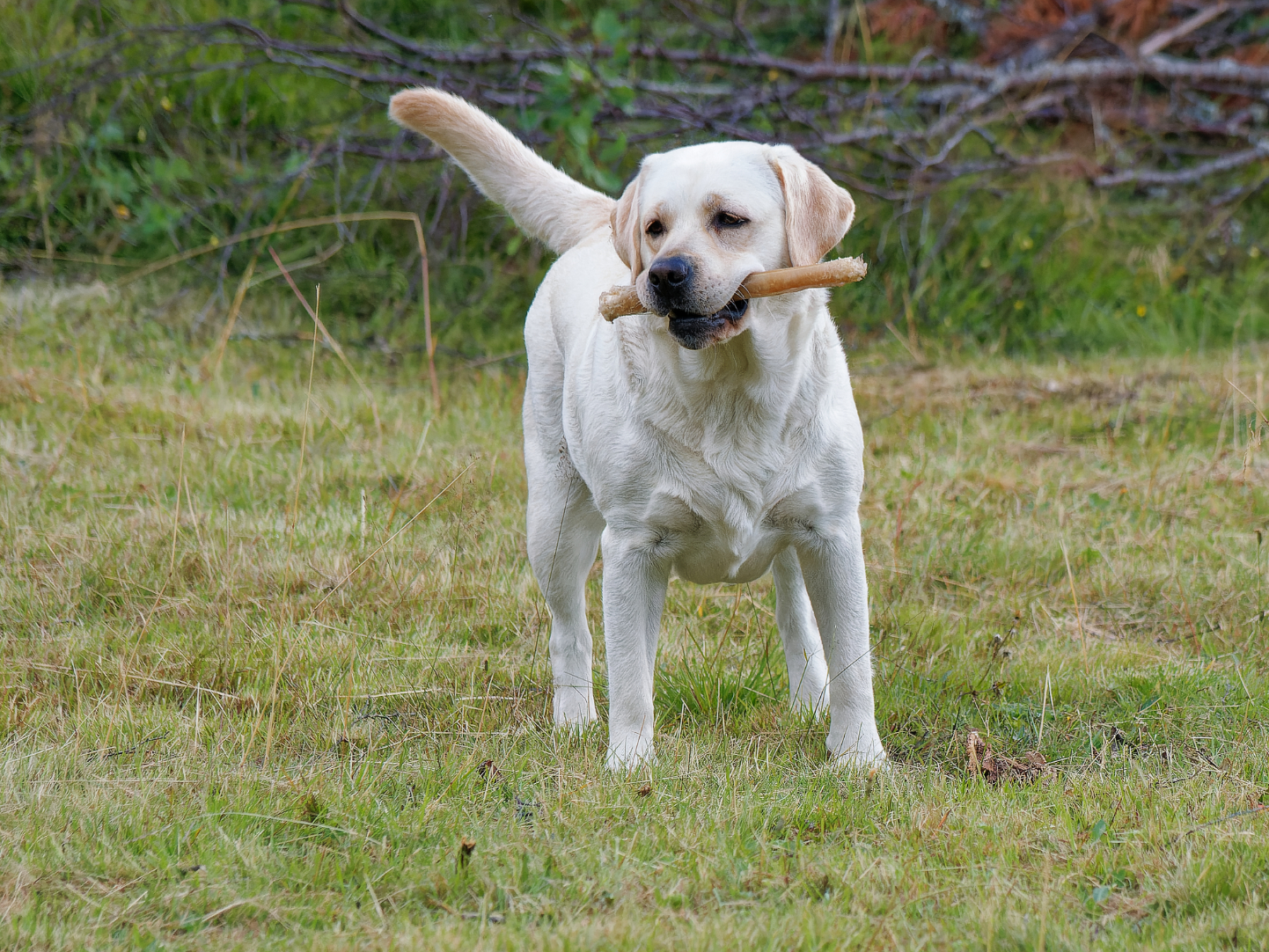 tiken pärlan med tuggben
