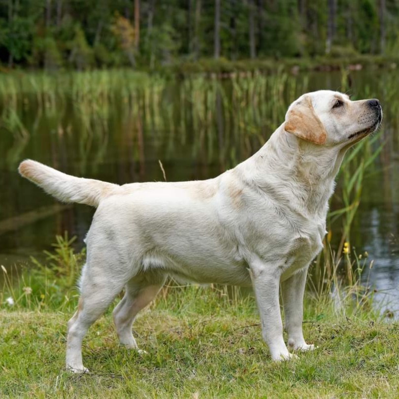 labradoren pearl vid vattnet