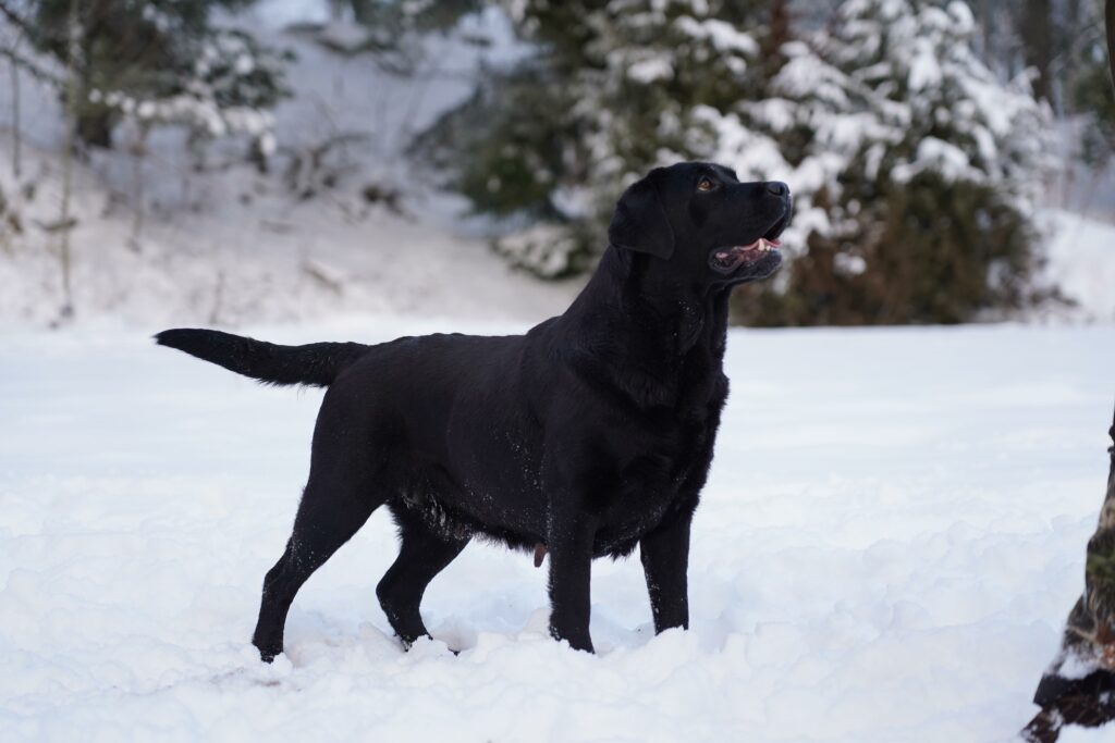 svart labradortik soda