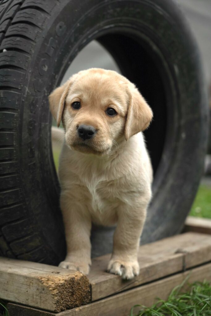 gul labradrovalp tittar fram